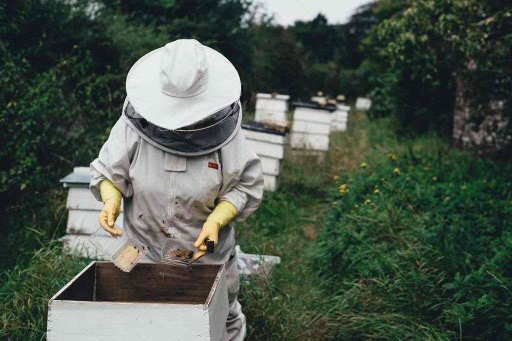 Produzione di miele nella Caatinga