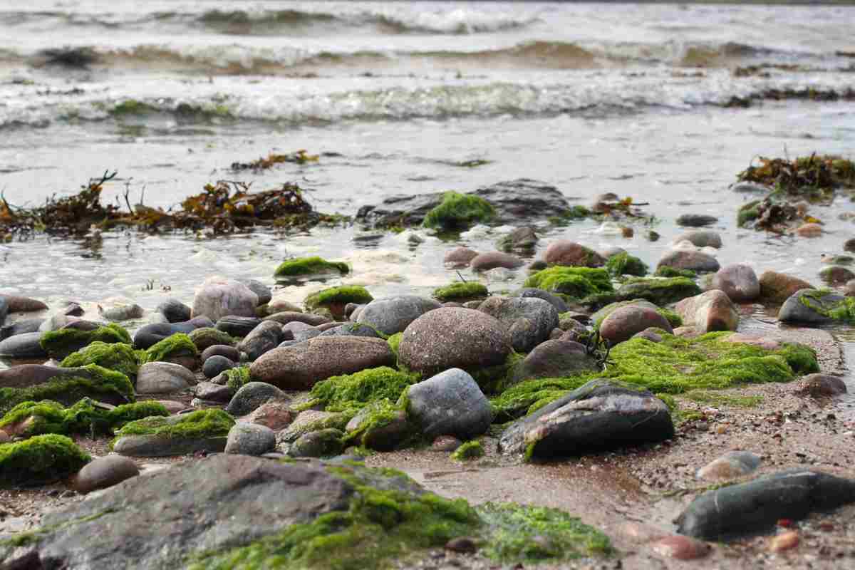 Le alghe per salvare il mondo della plastica