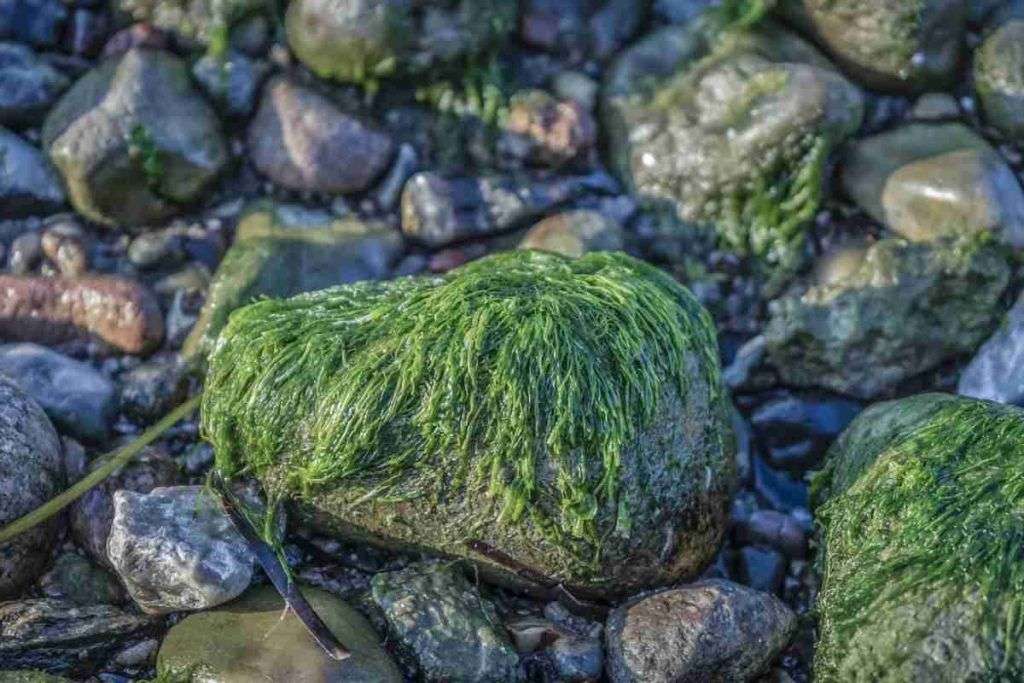 Le alghe, un settore su cui puntare