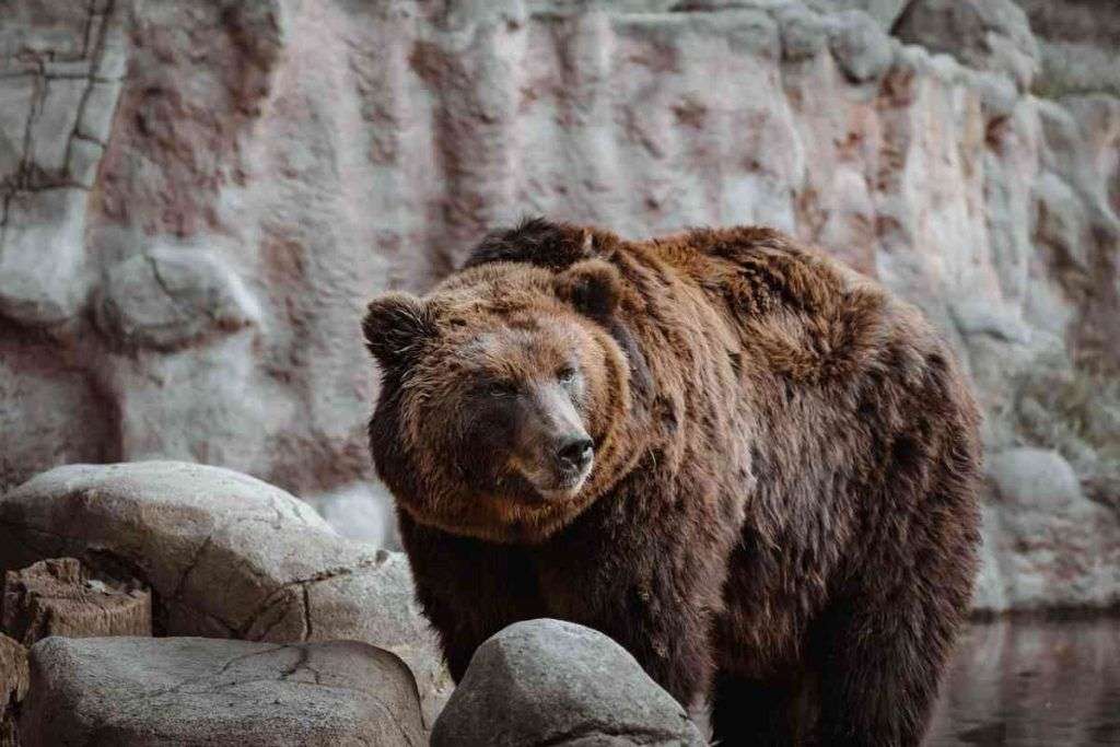 Perché è l'uomo il vero problema degli orsi