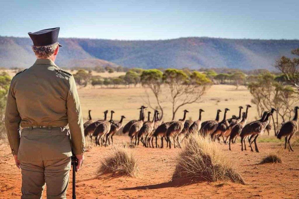 Gli artiglieri contro l'esercito degli emù