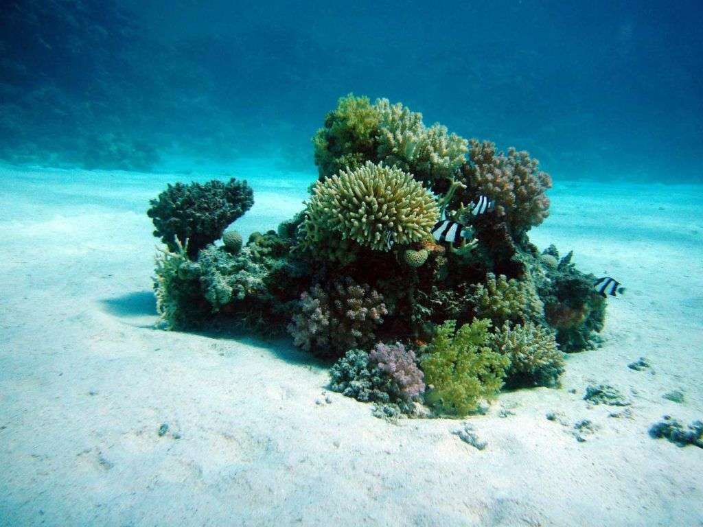 Preoccupano le condizioni in fondo al mare