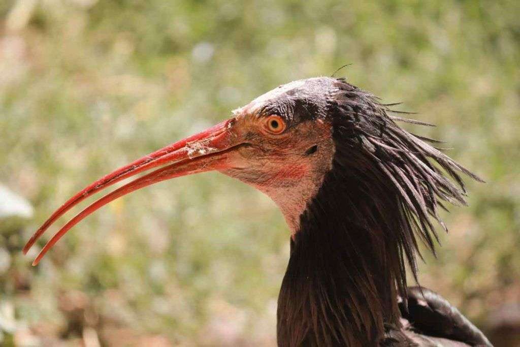 L'ibis eremita sta lottando così per la ripopolare la specie