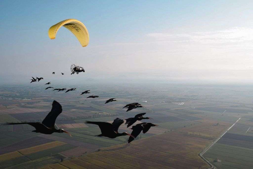 L'ibis eremita in volo