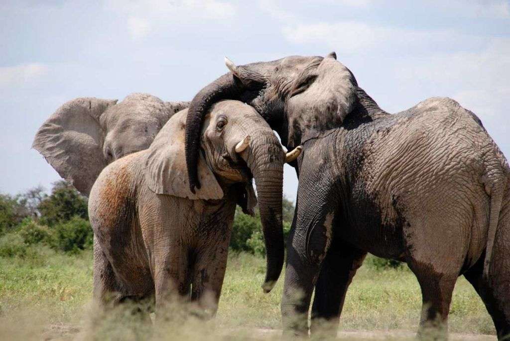 Gli elefanti di Upemba vivono allo stato brado