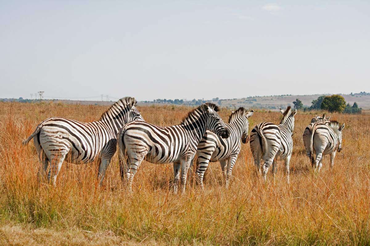 Le zebre sono tornate a popolare il parco di Upemba