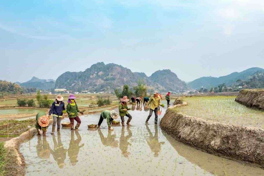 Sul Delta del Mekong tanti problemi nella produzione di riso