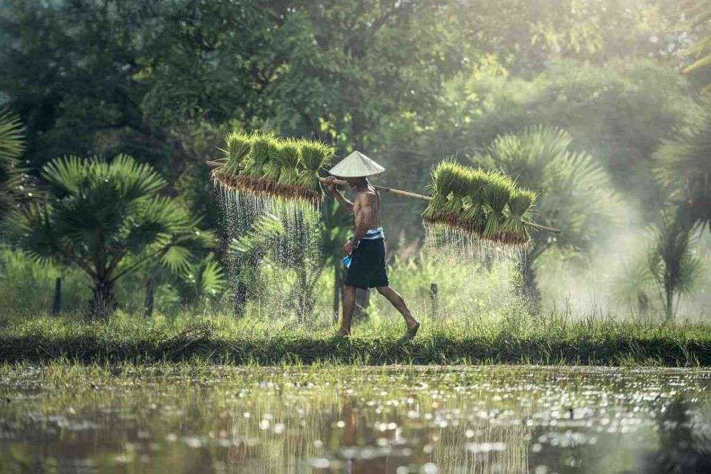 Crisi climatica e produzione del riso