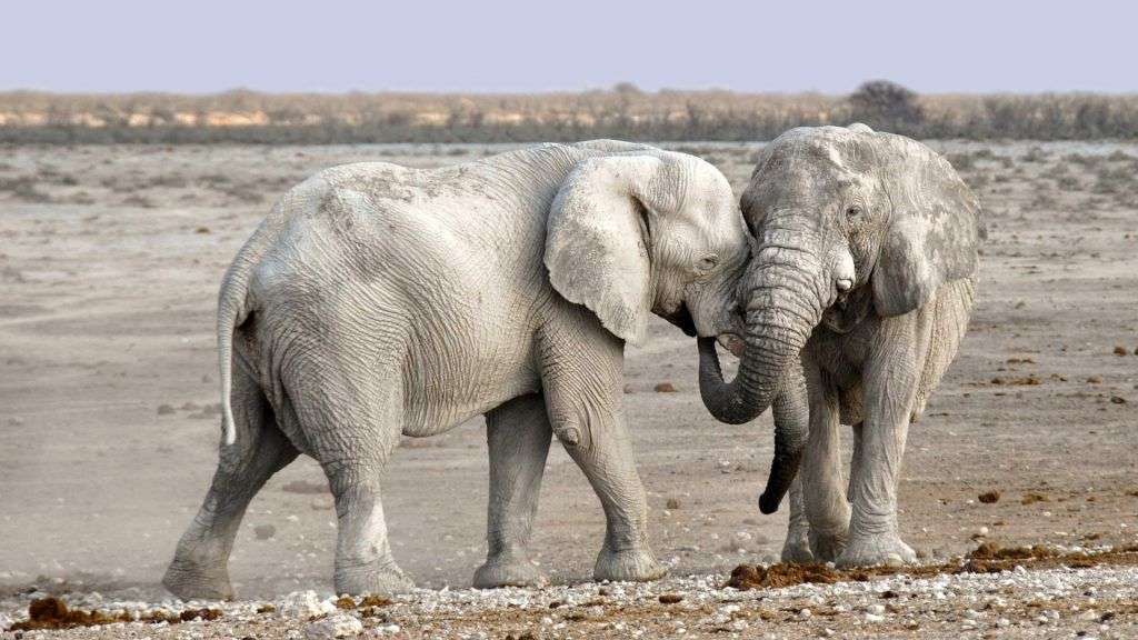 Il destino di elefanti e ippopotami in Namibia