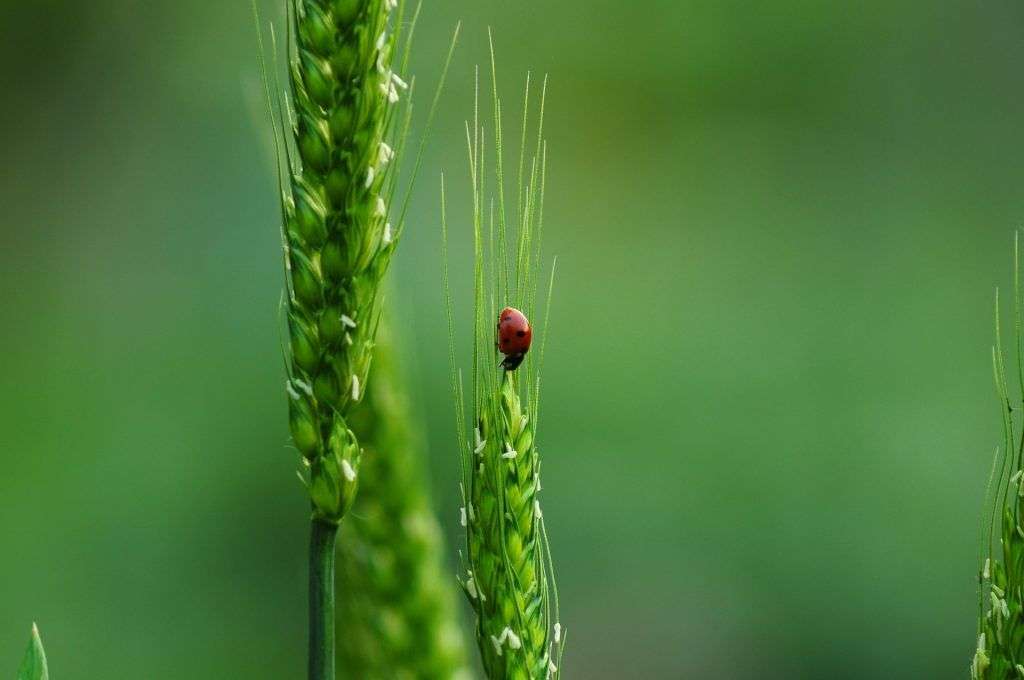 Biodiversità perduta: -73% di vertebrati